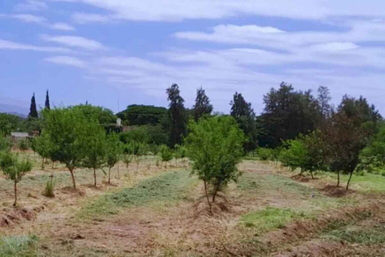 desarrollan-un-modelo-predictivo-para-evaluar-la-respuesta-de-nueces-y-almendras-a-las-altas-temperaturas