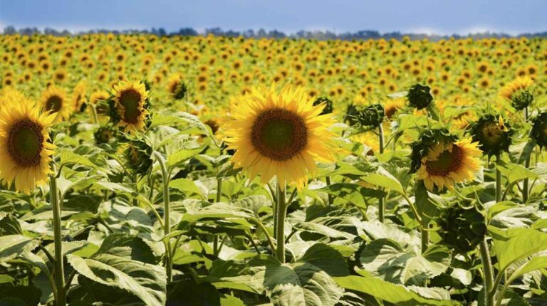 a-pesar-de-la-peor-sequia-en-60-anos,-el-girasol-cerro-el-ciclo-2022/23-con-el-mejor-registro-de-la-decada