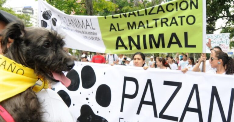 Denuncian envenenamiento de palomas en exclusivo sector del norte de Bogotá