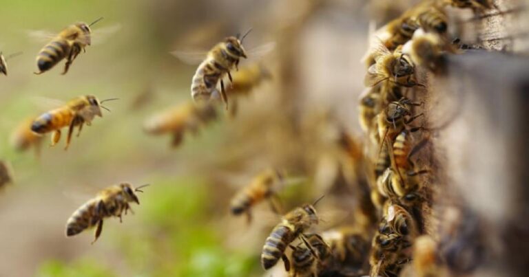 Estoy agradecido de estar vivo: Un hombre sobrevivió a las picaduras de más de 100 abejas y a una caída de 9 metros en Florida