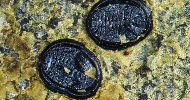 Insectos fósiles apenas visibles hallados en Nueva Zelanda