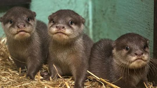 Mirá las tres nutrias gigantes que nacieron en los Esteros del Iberá