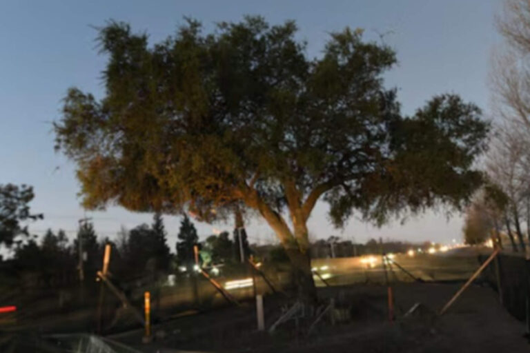 Lágrimas de zurdo: lloran los ambientalistas de Córdoba por el árbol removido