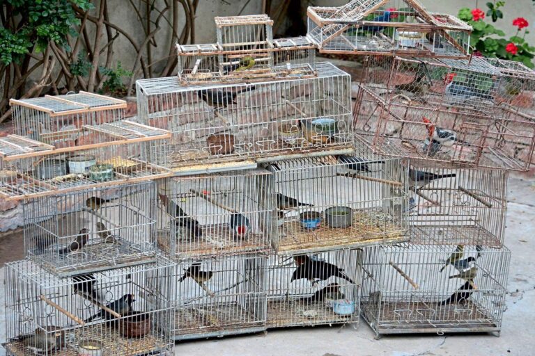 Tráfico ilegal de fauna