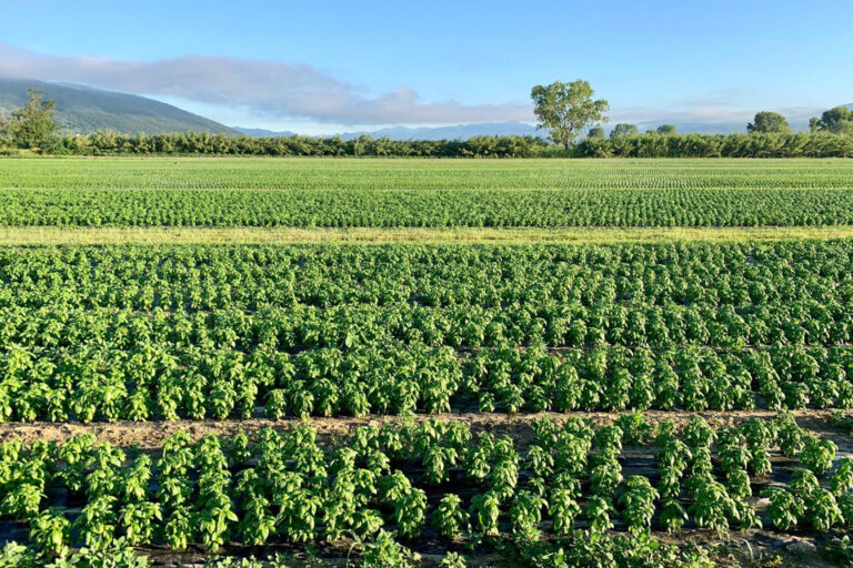Un ítalo-argentino premiado en Italia por la producción de albahaca sin agrotóxicos