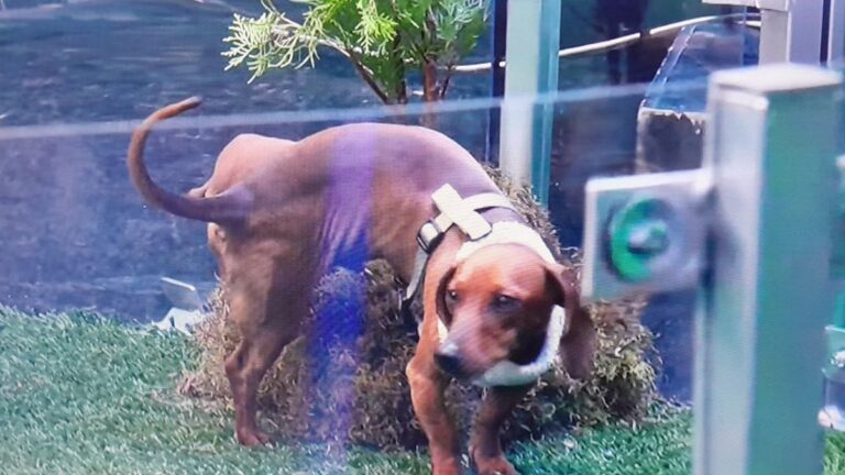 Cómo es el insólito «Juego del Pis y la Caca» del nuevo programa Guido Kaczka