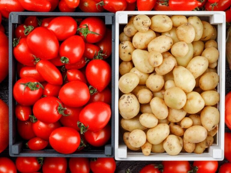 Un estudio asegura que la papa evolucionó del tomate