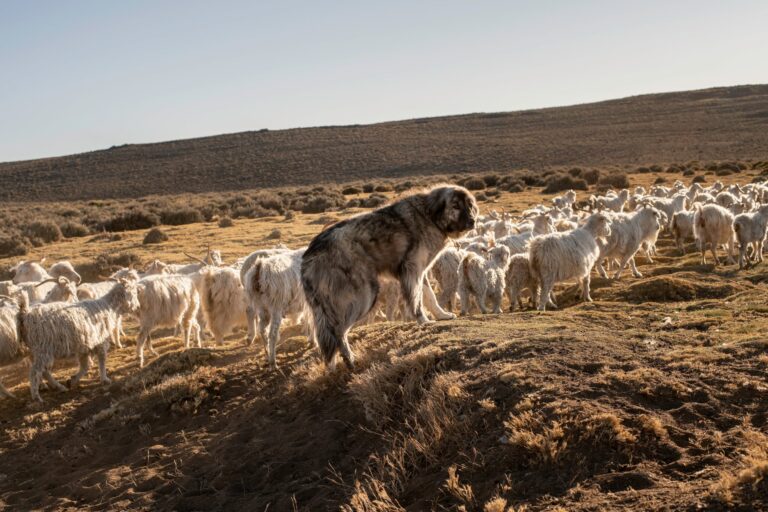Entre el fogón encendido y las tranqueras  abiertas, los perros de campo forman parte del alma rural
