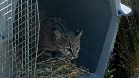 Liberan decenas de aves y de mamíferos recuperados del comercio ilegal de fauna en Córdoba