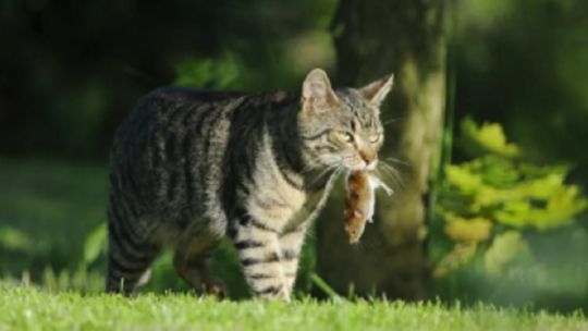 Afirman que el gato doméstico es uno de los mayores depredadores del planeta