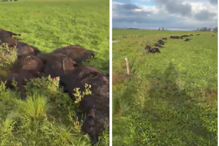 Terneros muertos por centella en campo de General La Madrid