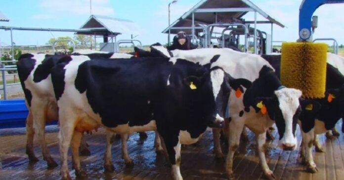 Vacas en un tambo robotizado con sistema de ordeñe automatizado