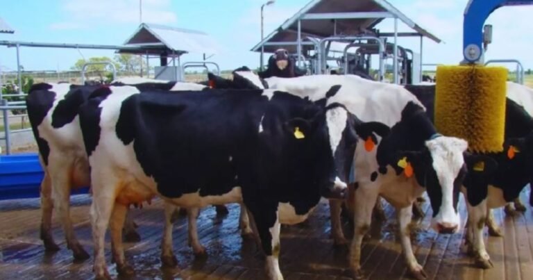 Vacas en un tambo robotizado con sistema de ordeñe automatizado