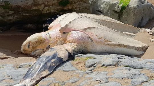 Tortuga laúd de gran tamaño hallada en la playa de Cantabria, España
