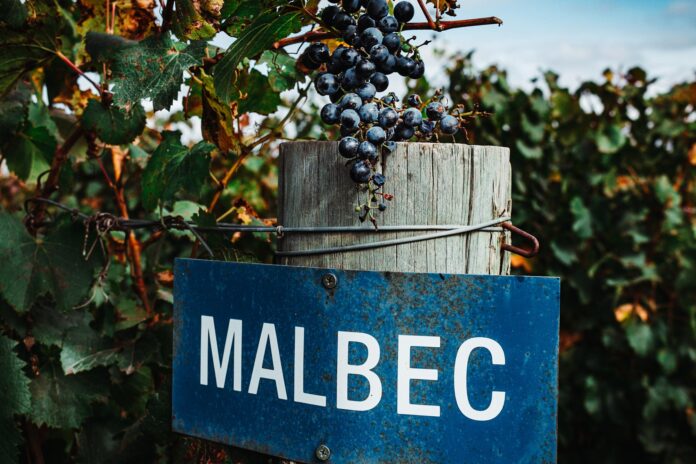 Botella y copa de vino Malbec argentino con viñedos de fondo.
