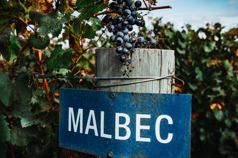 Botella y copa de vino Malbec argentino con viñedos de fondo.