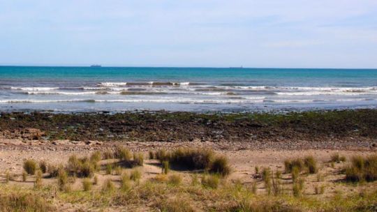 Bancos de ostras del Pacífico adheridas a rocas en la costa de Necochea, Buenos Aires.