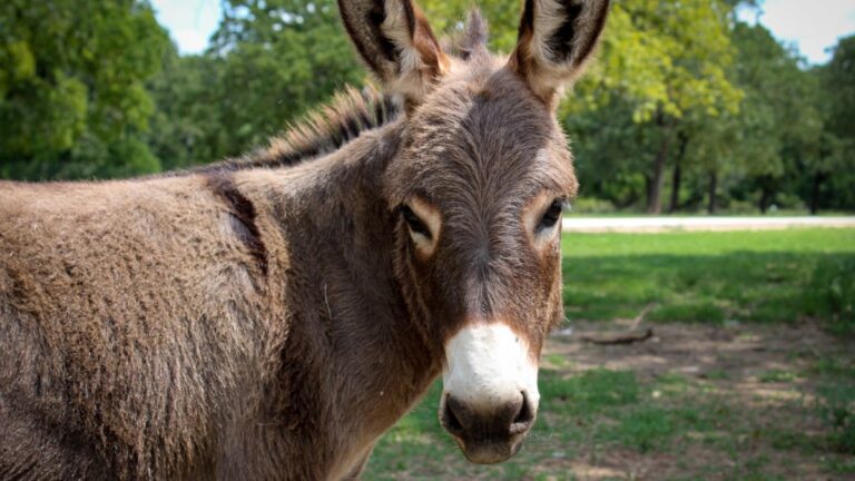 Productor ganadero junto a un burro en un campo argentino