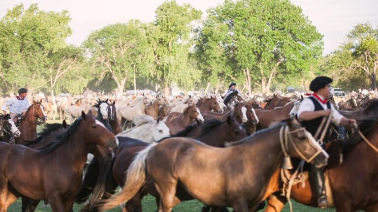 Tropilla de caballos en el campo durante un entrevero tradicional en San Antonio de Areco.