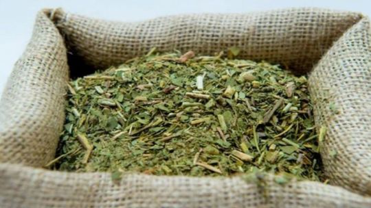 Cosecha de hojas de yerba mate en una plantación de Misiones