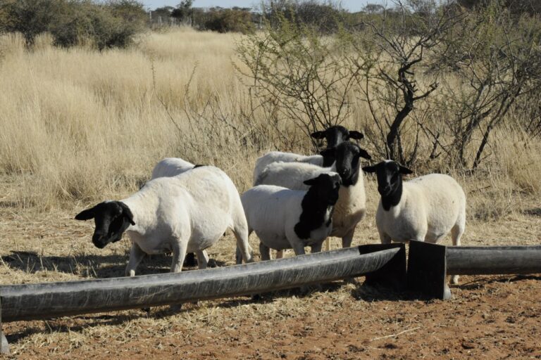 Ovejas en un campo, haciendo referencia a la detección de scrapie en el país.