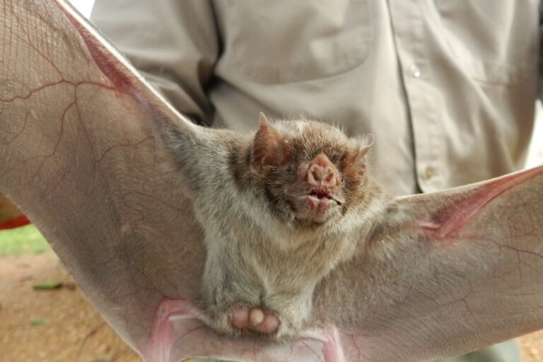 Ganado bovino en un campo. Ilustración referida a la noticia sobre rabia paresiante.