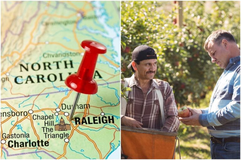 Trabajador agrícola en un campo de Carolina del Norte, EE.UU.