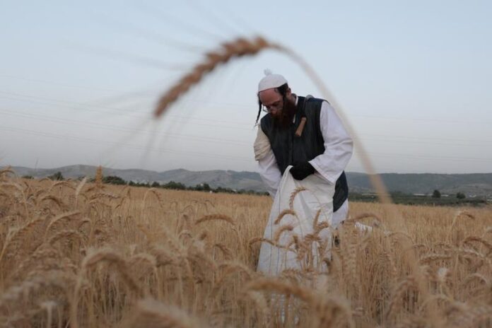 Trabajador agrario en un campo de Israel, fotografía de archivo de la agencia Xinhua.