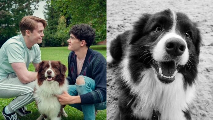 Echo, border collie, interpretó a Nellie en Heartstopper
