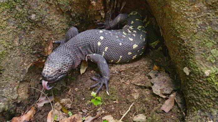 nacimiento-cinco-lagartos-escorpion-conservacion-guatemala Crías de lagarto escorpión (Heloderma charlesbogerti) en cautiverio en Guatemala