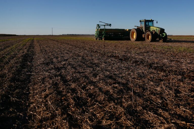 Campo de trigo con espigas doradas al atardecer