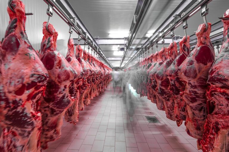 Carne vacuna argentina en cajas para exportación