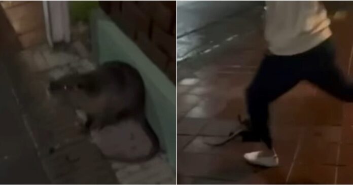 mataron-a-golpes-a-un-coipo-en-bahia-blanca-y-abrieron-una-denuncia-penal Coipo en su hábitat natural