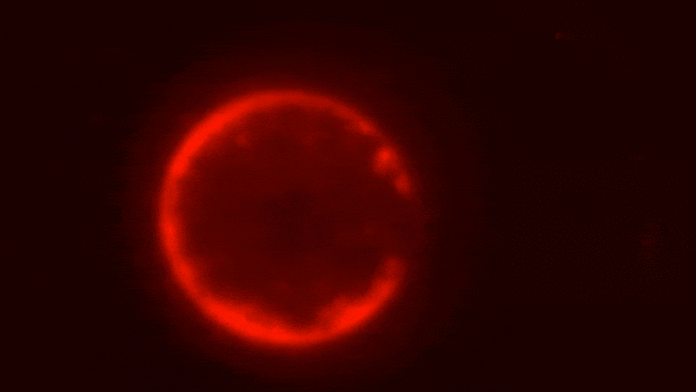 Representación de una célula sintética SpudCell en laboratorio