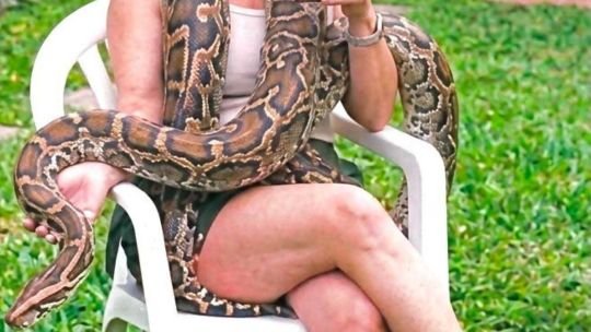 Boa constrictora de colores marrones, dorados y verdes