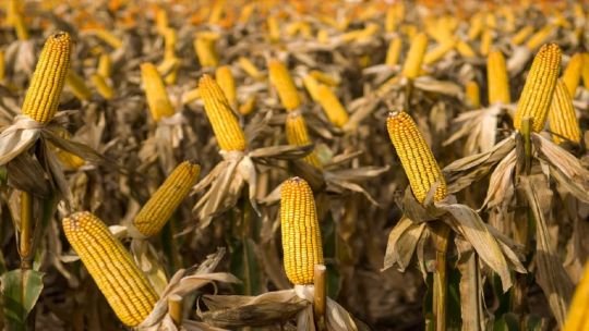 entre-rios-mayor-produccion-maiz-25-anos Campo de maíz en Entre Ríos