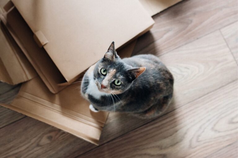 Gato dentro de una caja de cartón