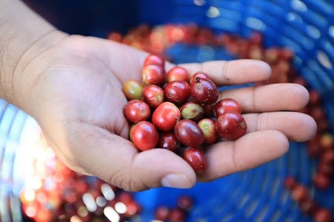 Delegación guatemalteca en feria de Taiwán promoviendo café y limón negro seco