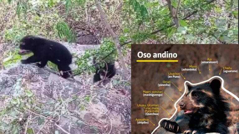 Dos crías de oso andino en la Reserva Ecológica Chaparrí, Lambayeque