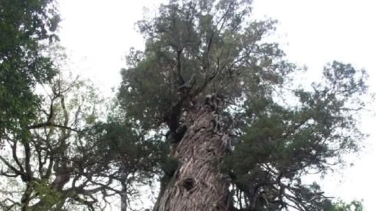 Alerce Abuelo en el Parque Nacional Los Alerces, Chubut