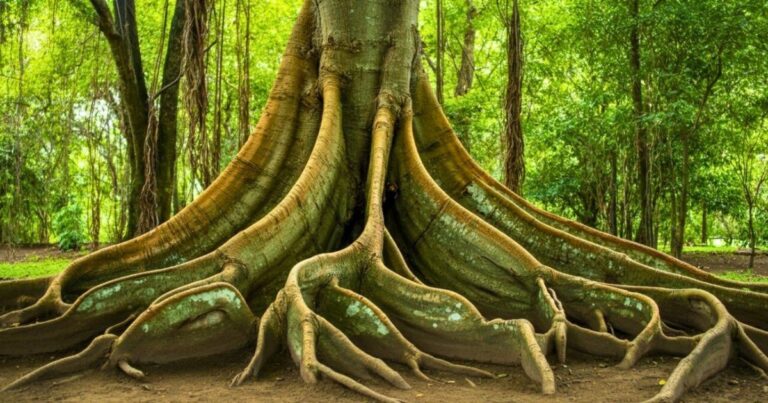 Árbol en un bosque con raíces visibles, representando el proverbio japonés sobre el crecimiento y la tormenta