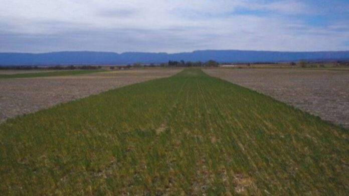 Campo de alfalfa en la región semiárida central de Argentina