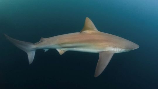 Tiburón de arrecife de punta blanca nadando en el arrecife de Ningaloo