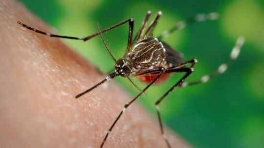 Mosquito Aedes aegypti sobre una superficie