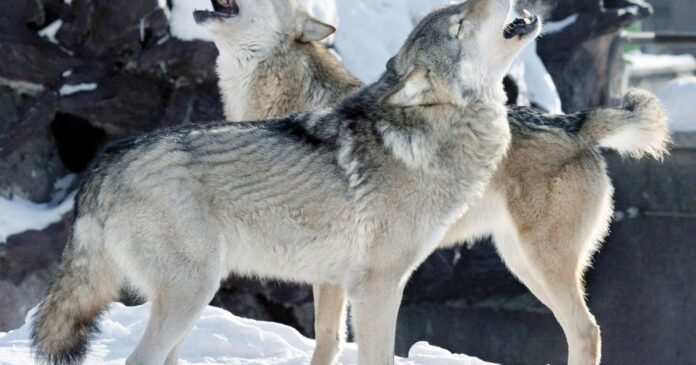 estudiante-16-anos-lobos-nevadas-extremas-1 Lobo en un entorno nevado en Minnesota, Estados Unidos