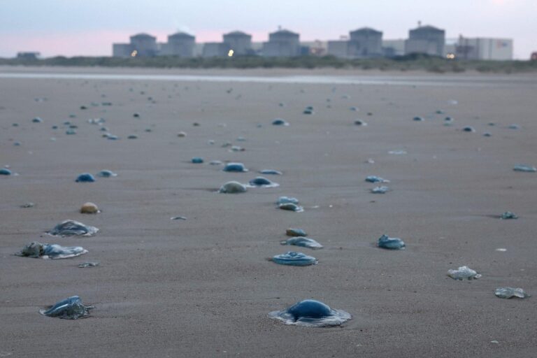 Central nuclear de Gravelines en Francia