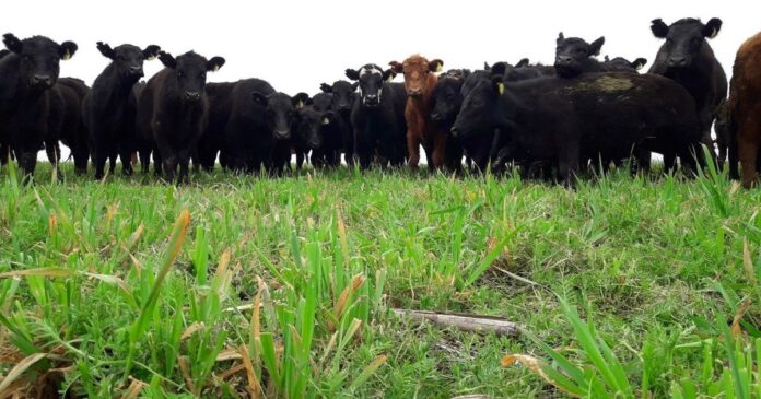 Campo ganadero con pastoreo regenerativo