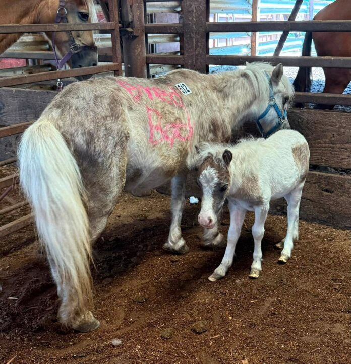 Yegua y potrillo rescatados en un corral