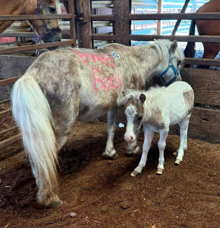 Yegua y potrillo rescatados en un corral