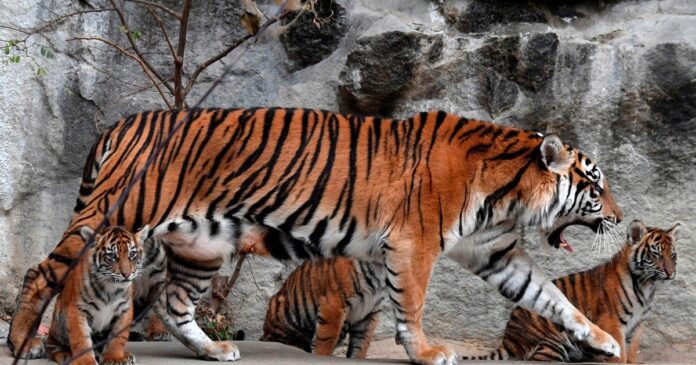 Tigre de Sumatra en su hábitat natural